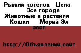 Рыжий котенок › Цена ­ 1 - Все города Животные и растения » Кошки   . Марий Эл респ.